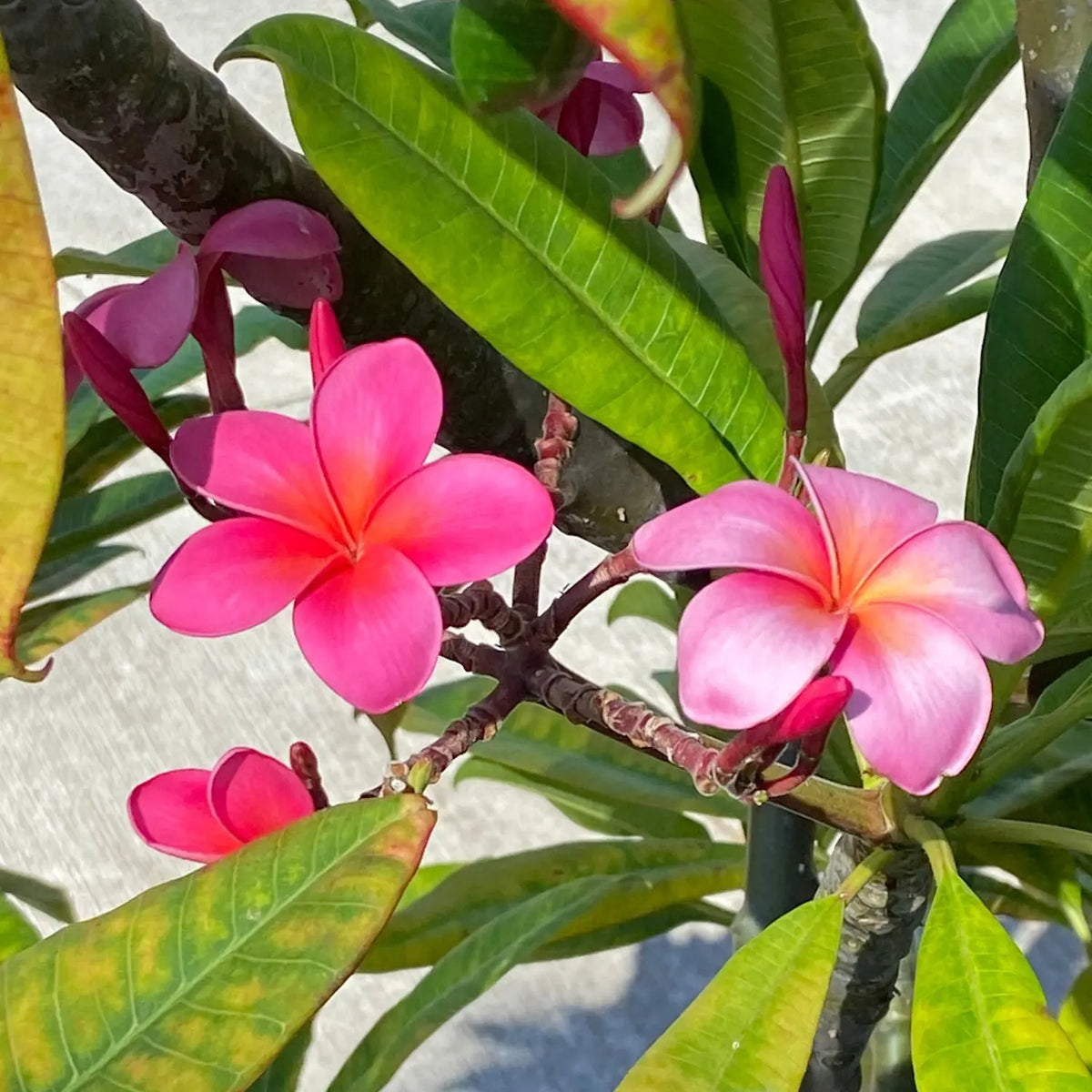 Pink Plumeria Tree